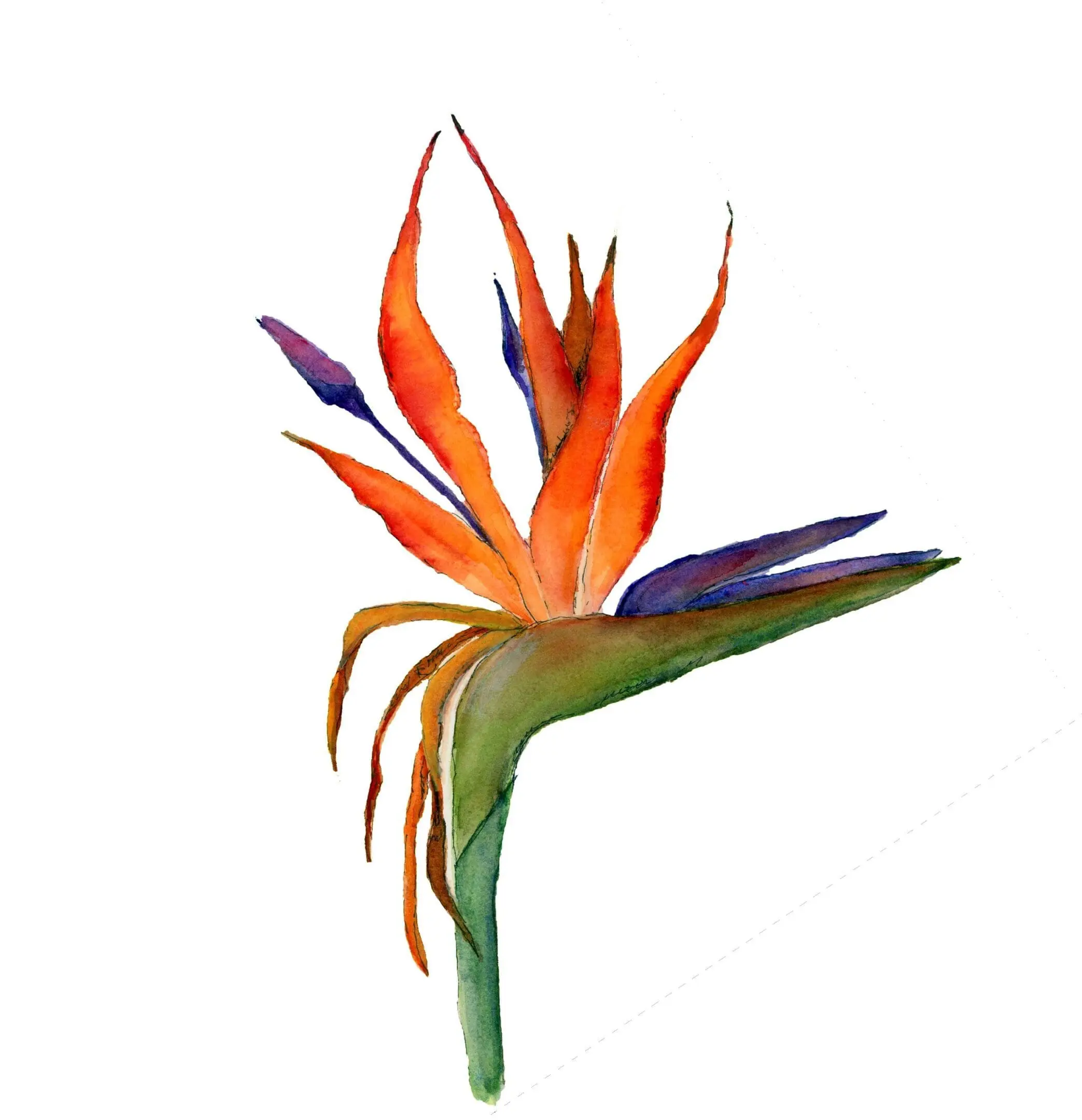 A bird of paradise flower with purple petals.