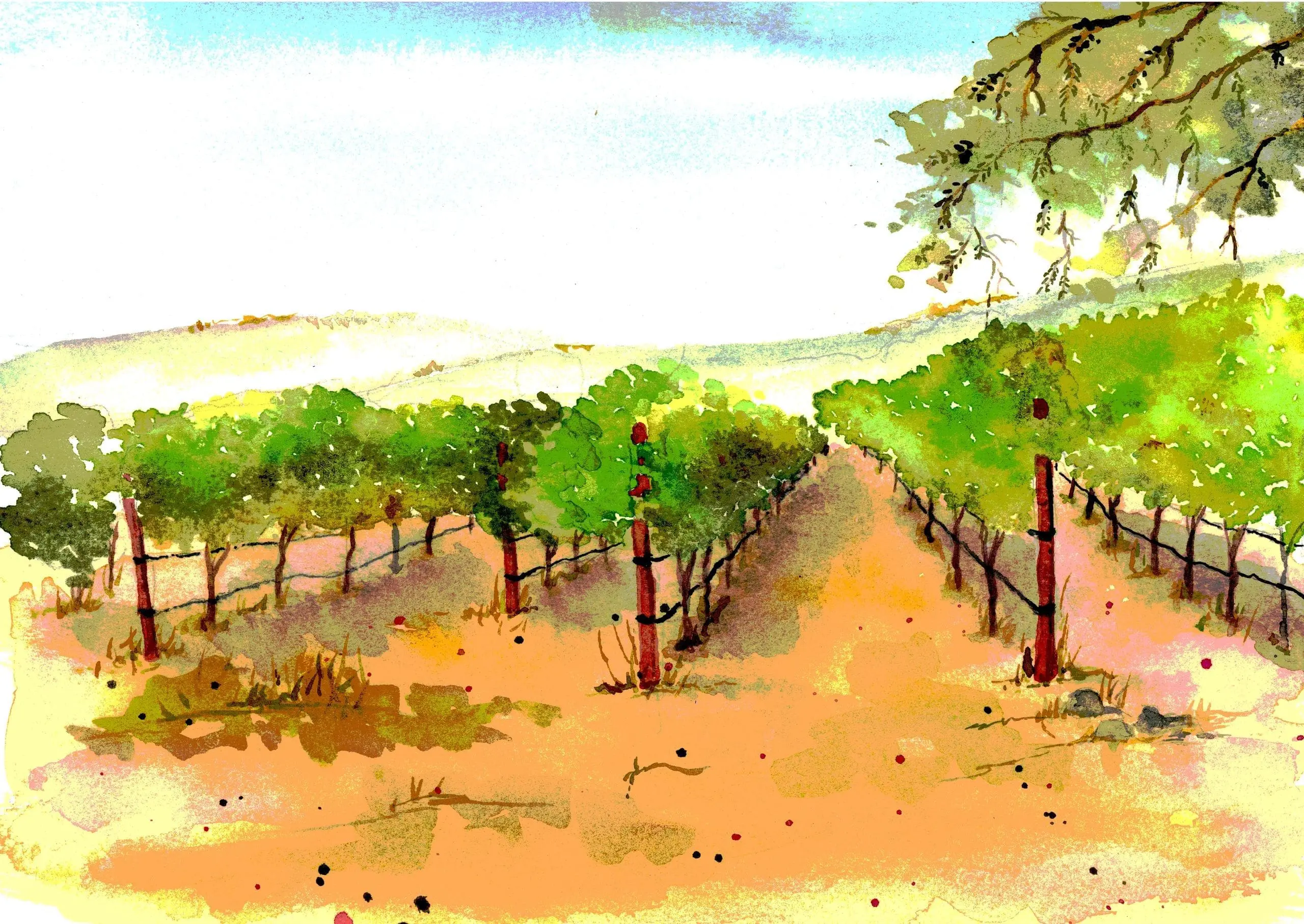 A painting of a vineyard with trees in the background.